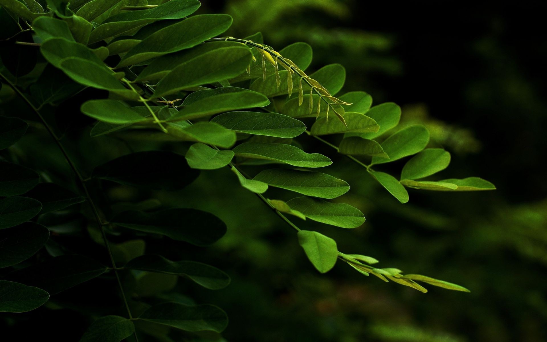 leaves leaf flora nature fern garden desktop close-up tree growth close lush biology summer color freshness environment shrub light wood