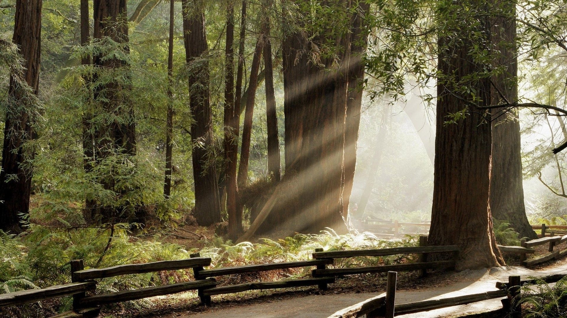 światło słoneczne i promienie drewno natura drzewo krajobraz liść wody odkryty park jesień światło podróżne przewodnik wodospad