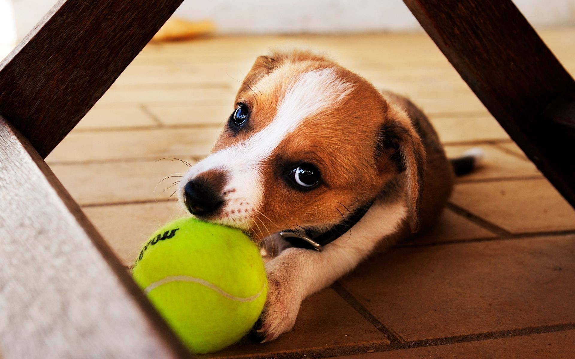 chien chien mignon animal de compagnie portrait