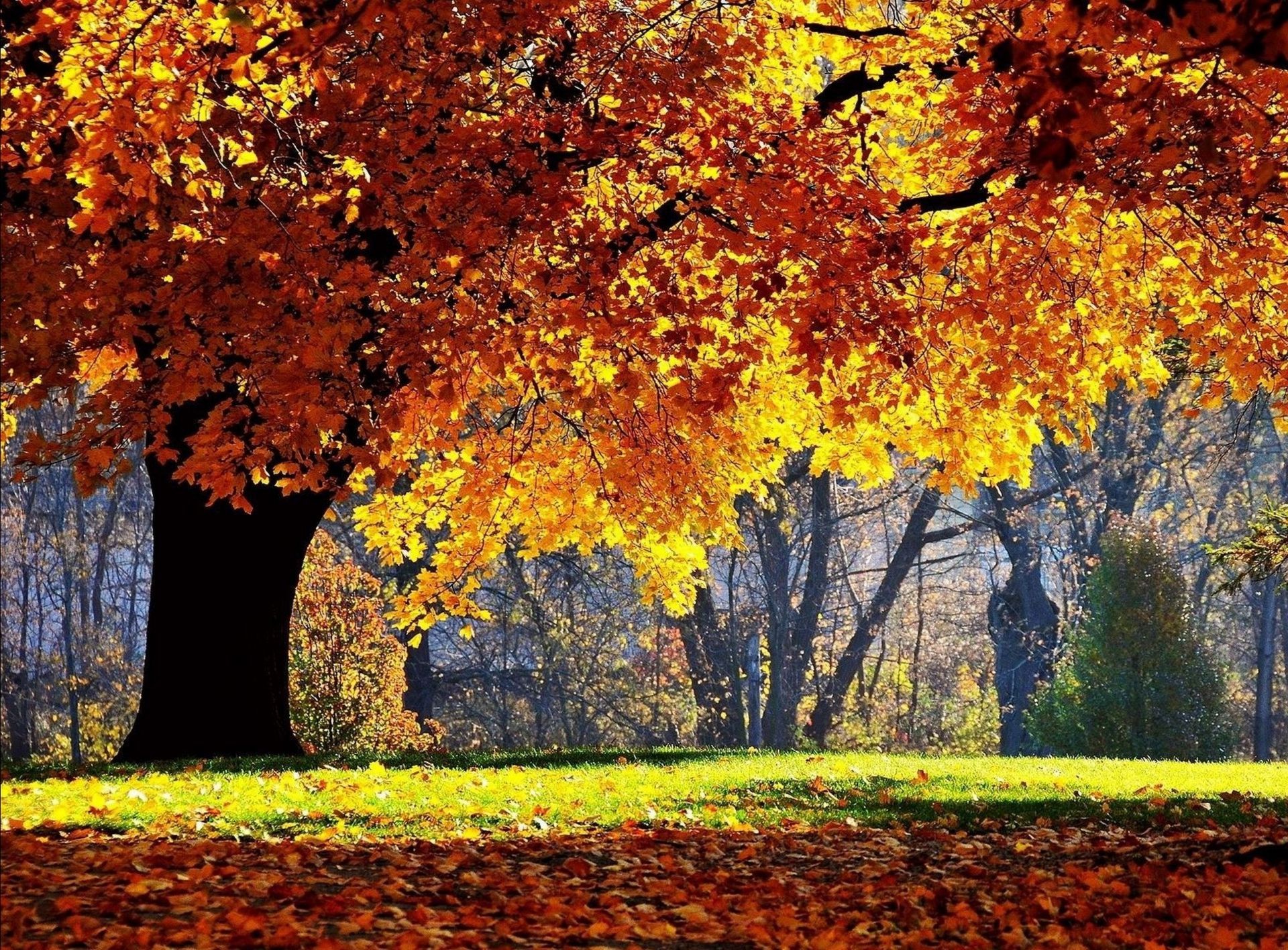 automne automne feuille arbre érable saison bois paysage parc nature scénique changement or couleur paysage branche lumineux à l extérieur environnement luxuriante