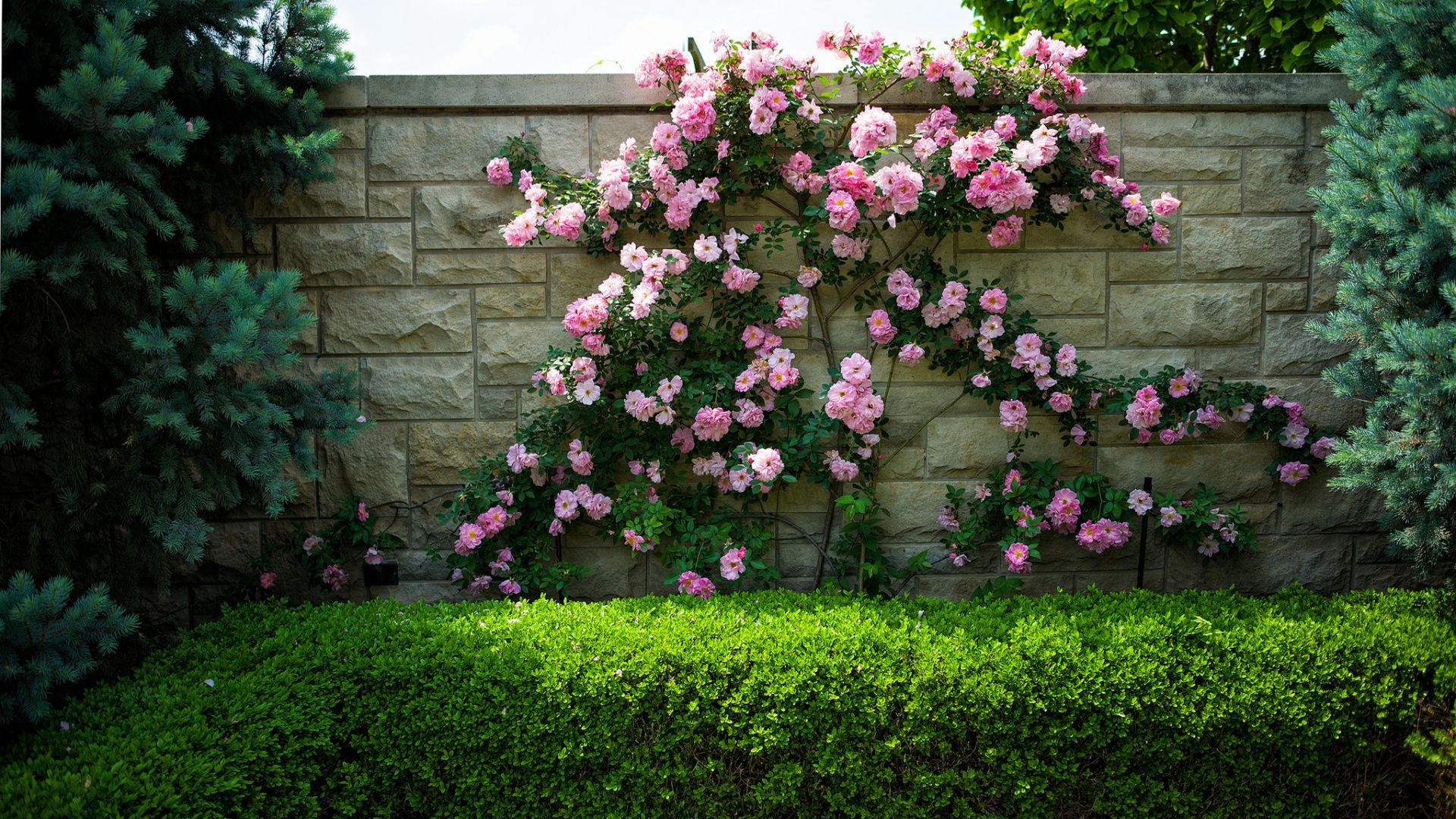 flowers flower garden flora rose leaf shrub blooming tree growth summer yard floral