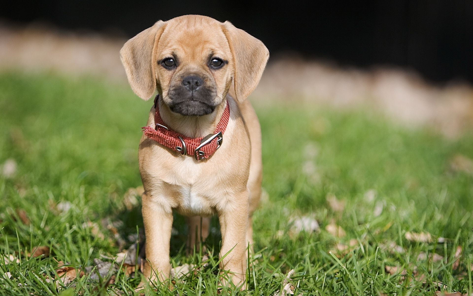 dogs dog cute little mammal canine puppy grass animal pet adorable portrait young breed