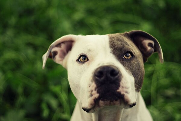 Portrait of a Cute black and white dog