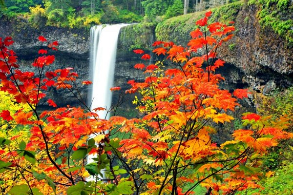 Nature cascade vert jaune feuilles cu