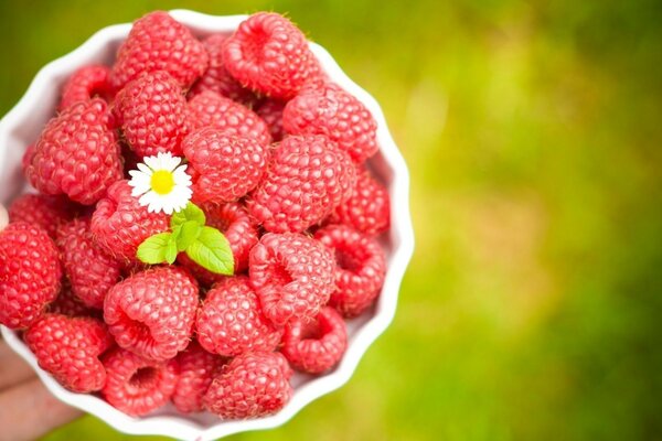 Framboises fraîches sur fond d été