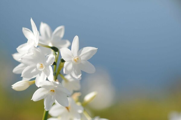 Kwiat flora liść Natura