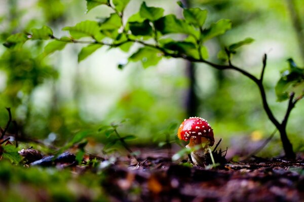 A young mushroom in the forest under a twig