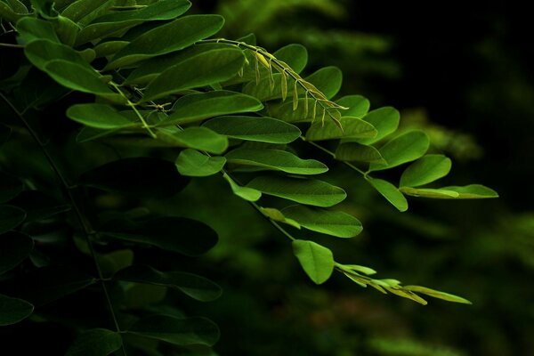 Juicy green leaves on a branch