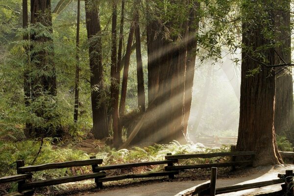 Luce del sole nella fitta foresta