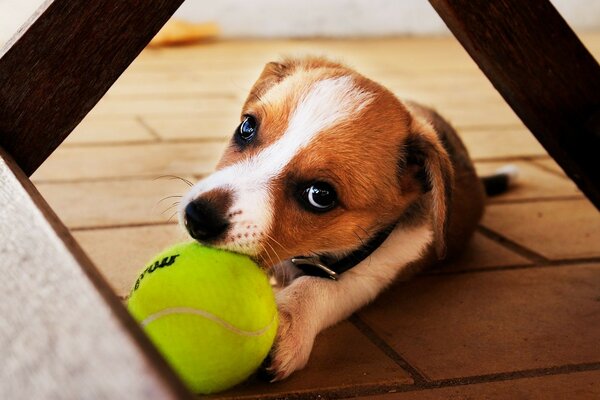 Cute dogs. Portrait of a beloved pet