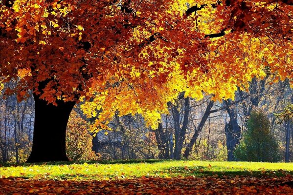 Natur Herbst Baum Gras gelbes Laub