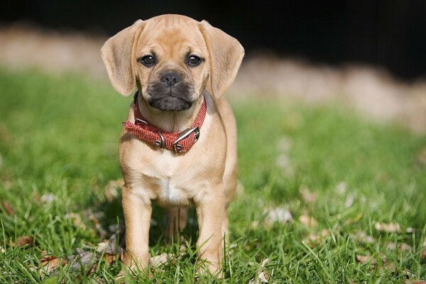 Çimenlerin üzerinde sevimli küçük köpek yavrusu