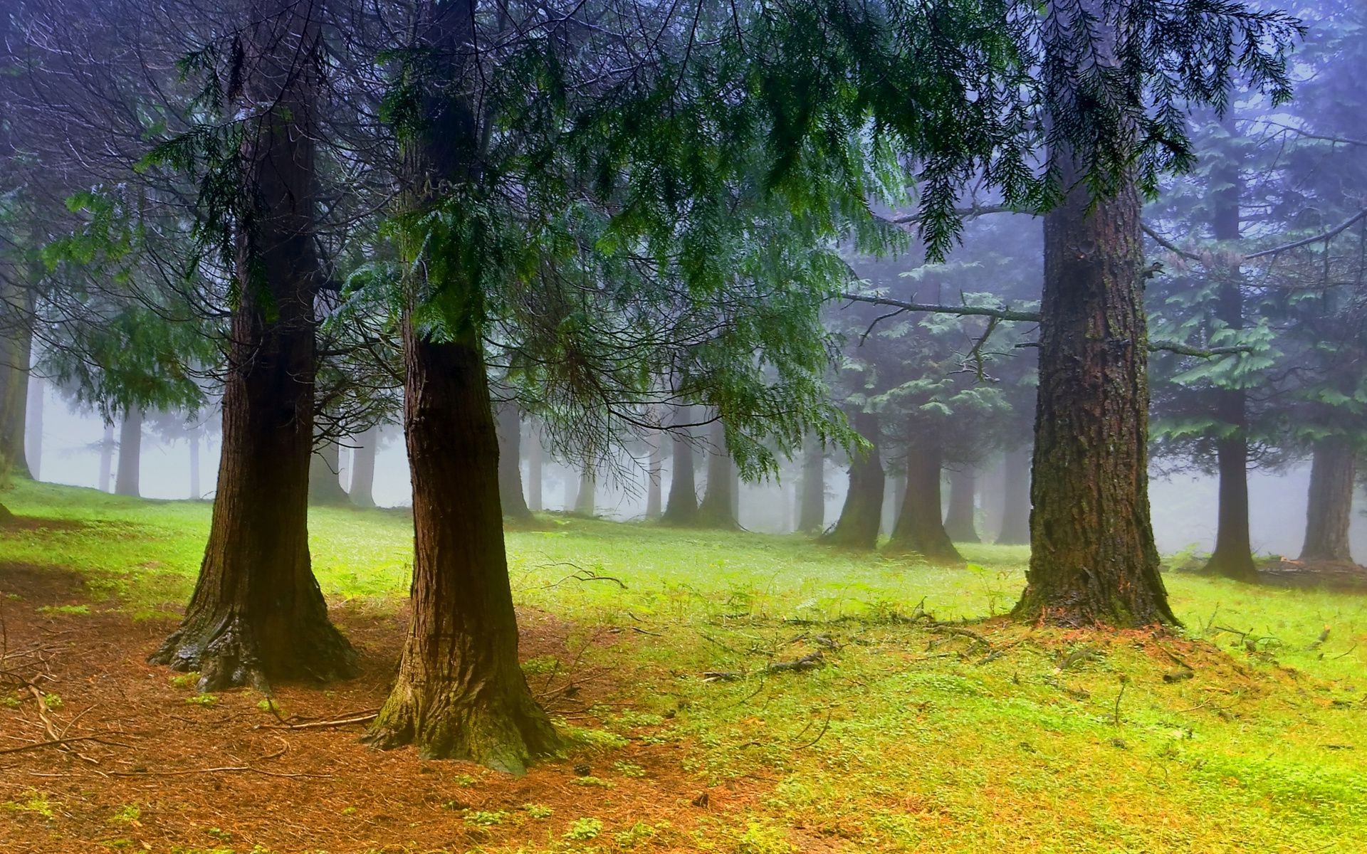 árboles árbol madera naturaleza paisaje hoja parque amanecer niebla escénico miércoles otoño buen tiempo niebla temporada al aire libre exuberante hierba rama sol