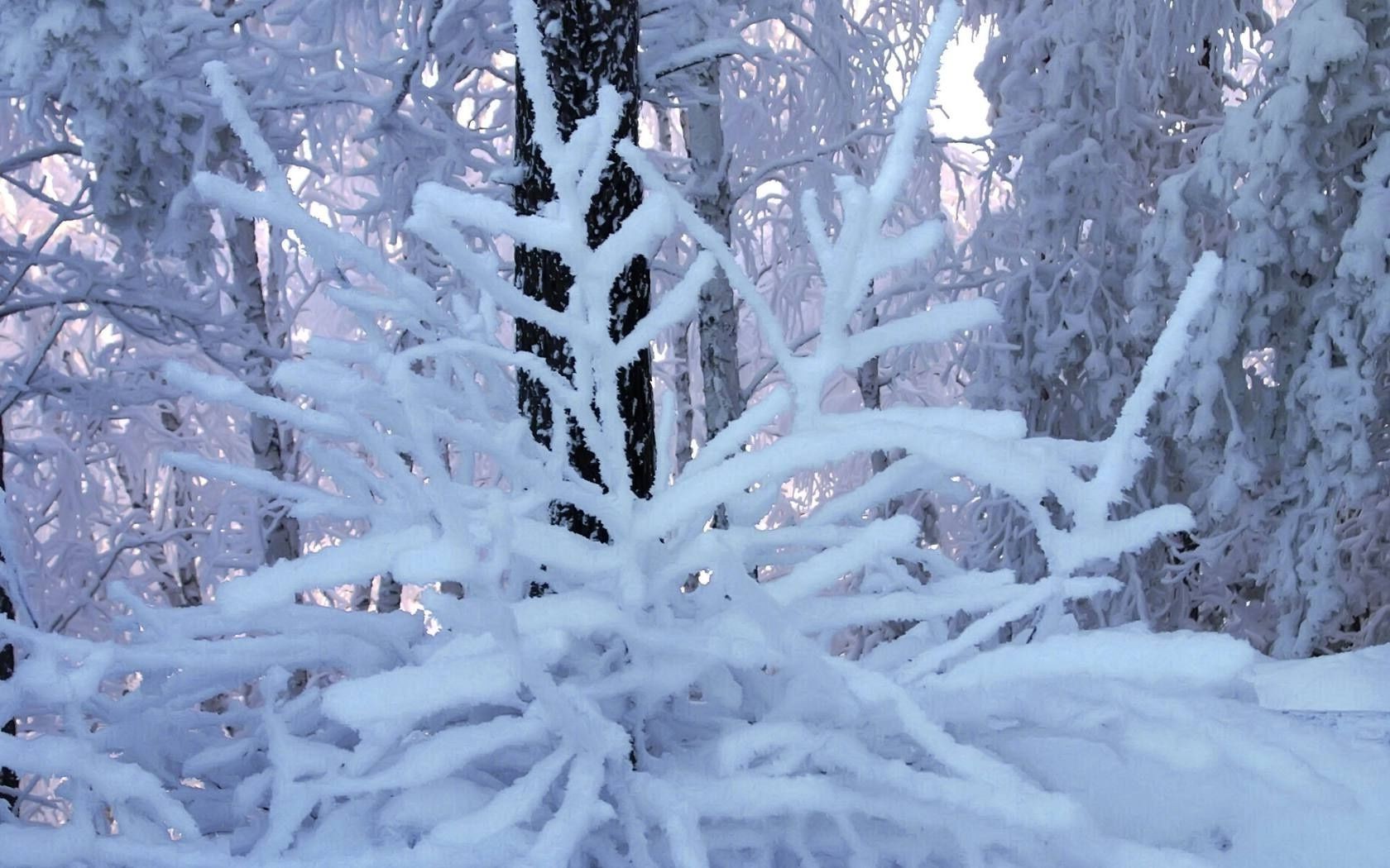 árvores inverno neve geada frio congelado gelo geada estação árvore natal tempo madeira gelo neve-branco floco de neve nevasca natureza