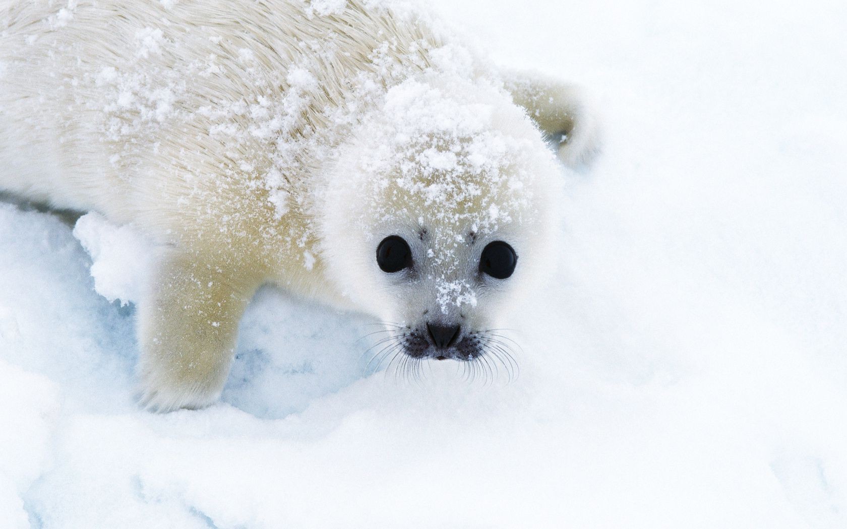 animali neve inverno freddo gelido gelo congelato ghiaccio mammifero natale pelliccia carino natura fiocco di neve stagione