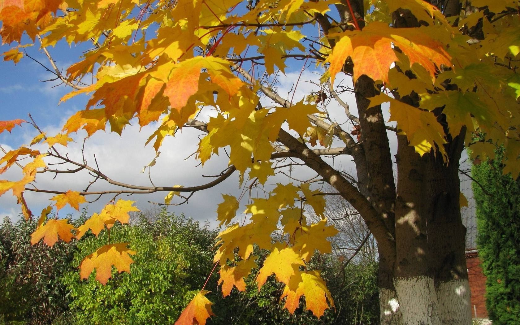 hojas otoño hoja arce árbol temporada naturaleza color brillante madera oro flora parque rama cambio al aire libre brillante buen tiempo