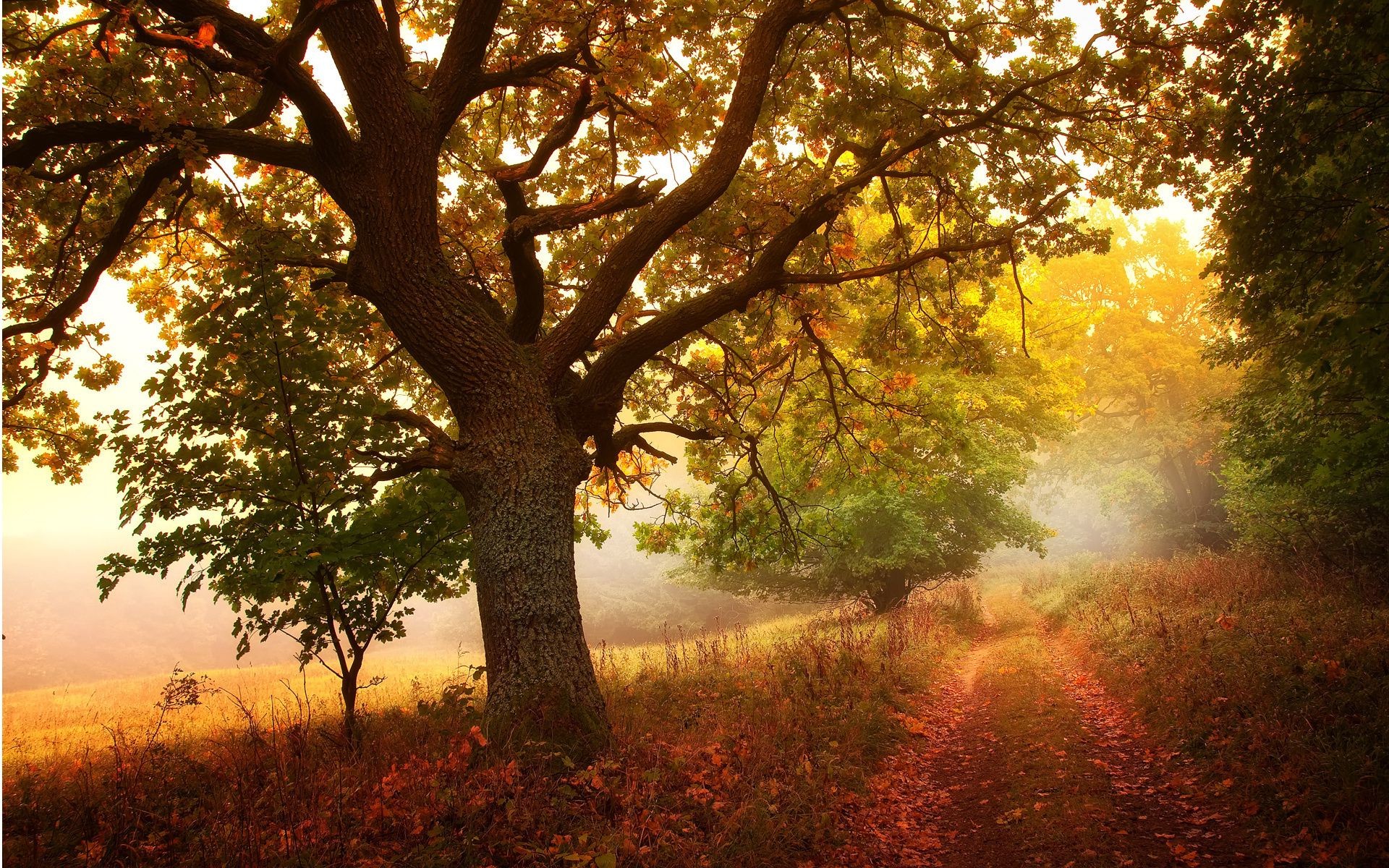 arbres automne arbre feuille paysage aube branche bois soleil brouillard nature brouillard parc beau temps rétro-éclairé saison à l extérieur campagne pittoresque environnement