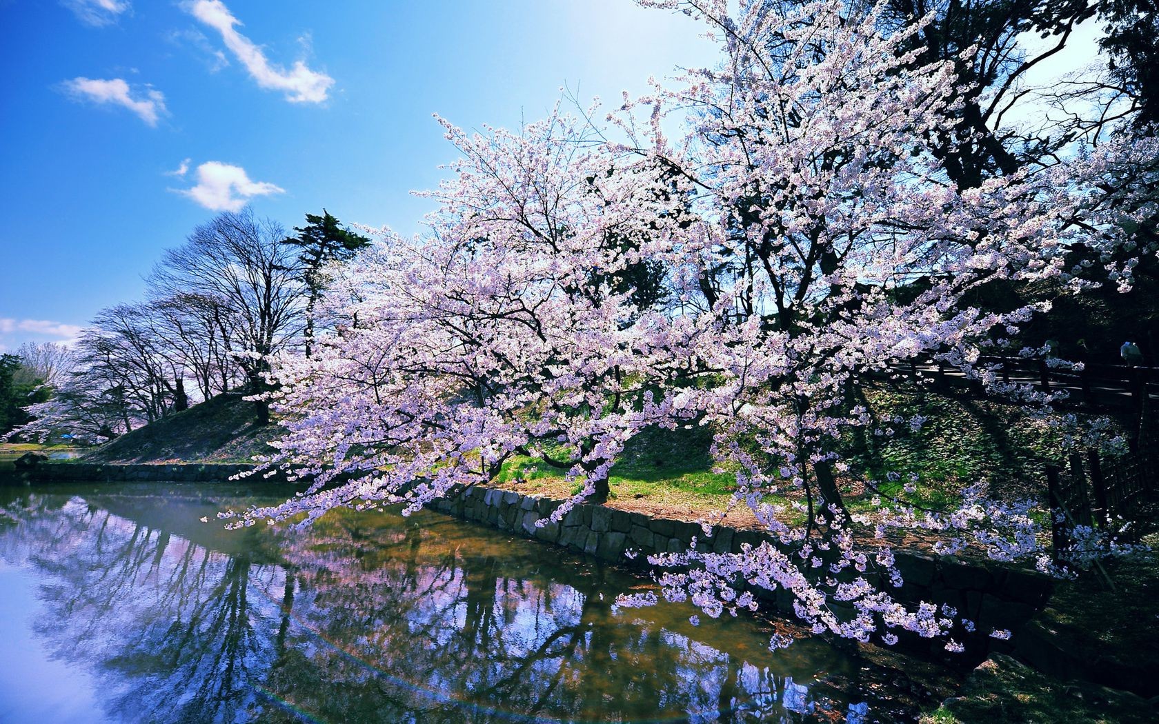 frühling baum landschaft saison zweig natur park im freien landschaftlich landschaft holz winter kirsche szene blatt blume flora frühling