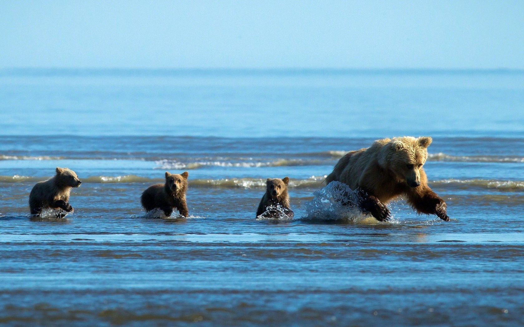 niedźwiedzie woda ssak morze ocean plaża na zewnątrz morze surf podróż fala