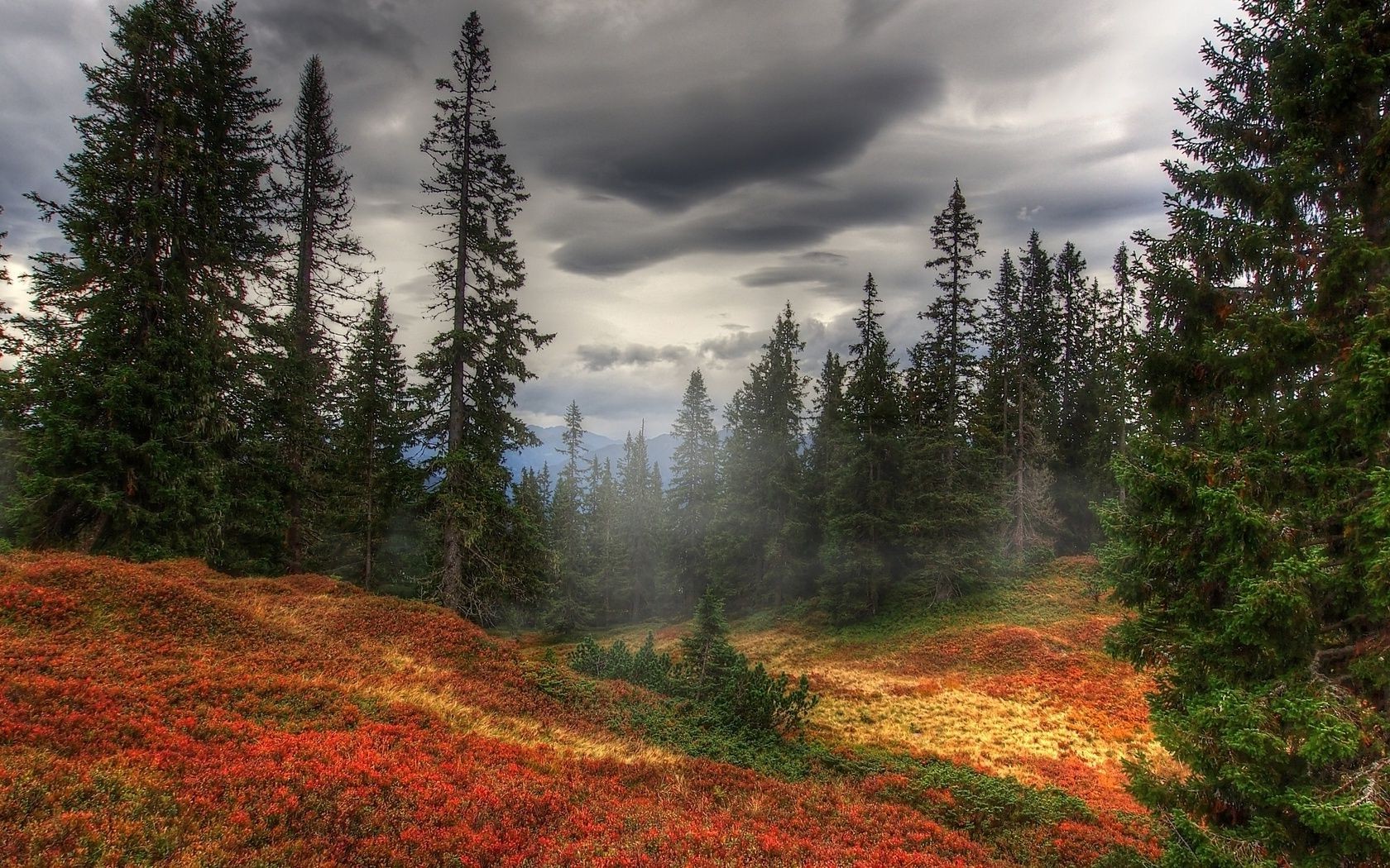 automne paysage bois bois nature à l extérieur conifères evergreen automne montagnes aube brouillard scénique feuille parc voyage ciel