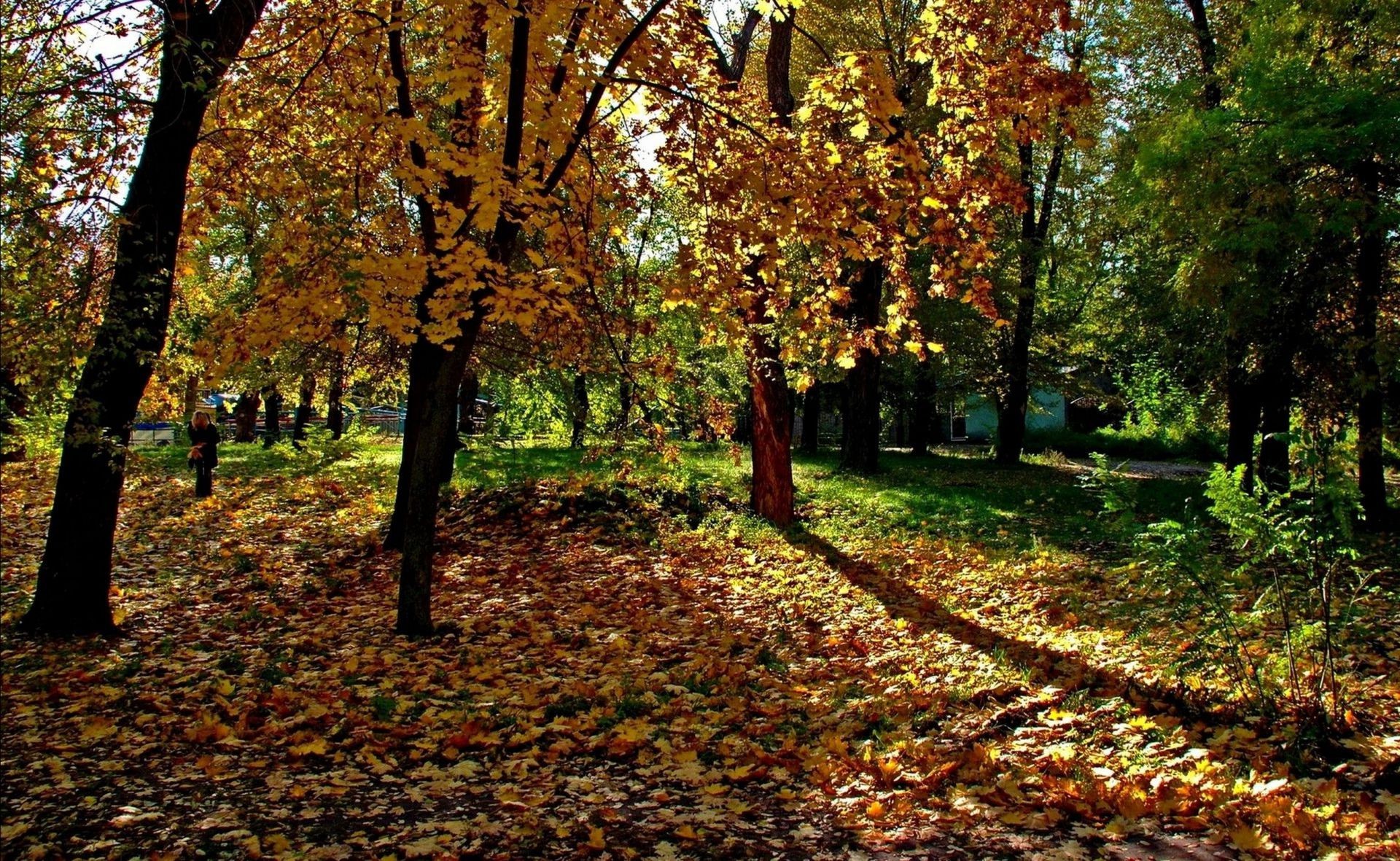 parcs automne feuille arbre bois parc saison paysage nature érable guide sentier scénique branche ruelle environnement luxuriante scène paysage beau temps à l extérieur