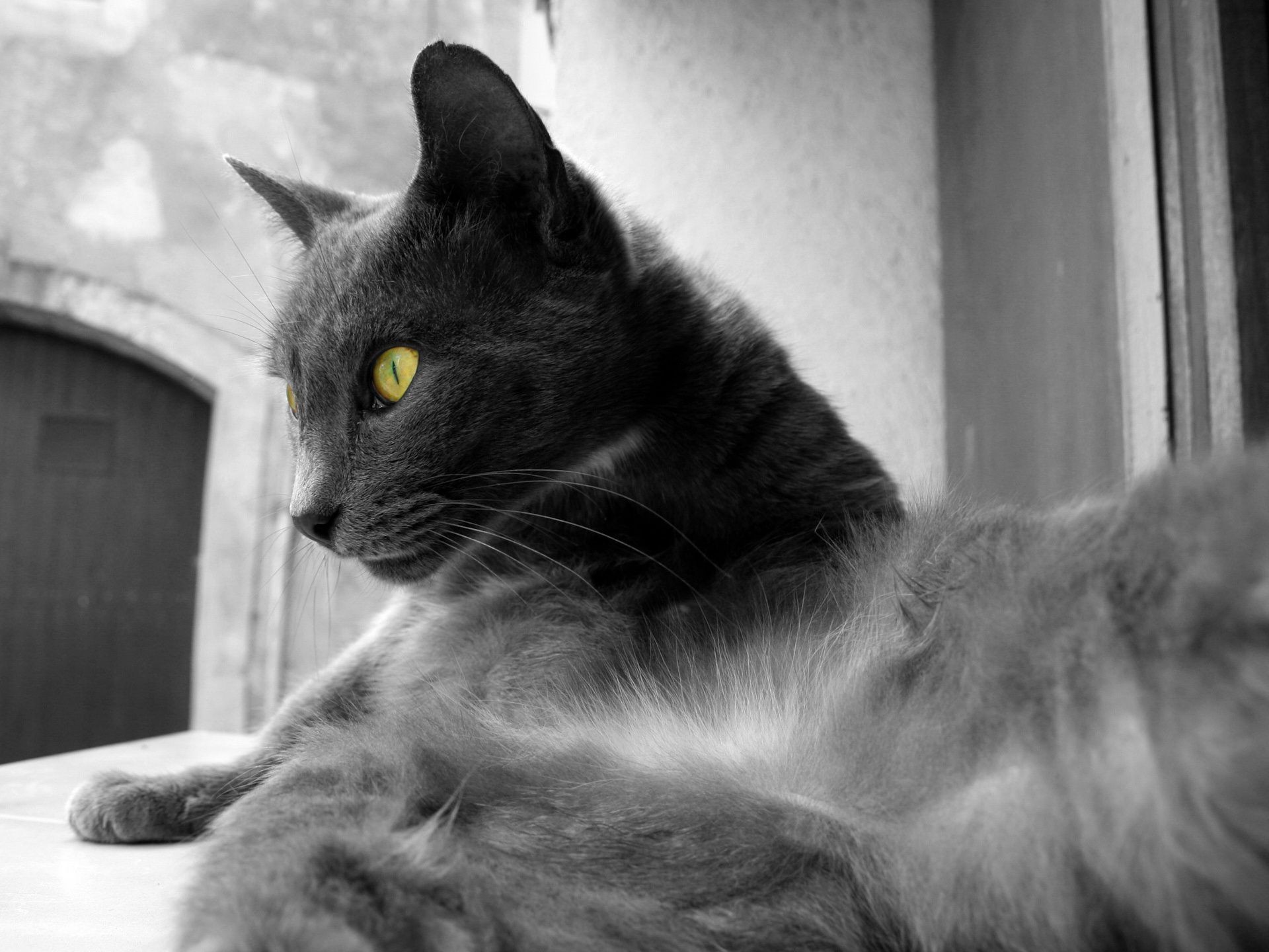 gatos gato retrato animal mascota gatito ojo pelaje lindo doméstico gris mamífero pelo pelusa bigote solo joven pequeño peludo sentarse monocromo