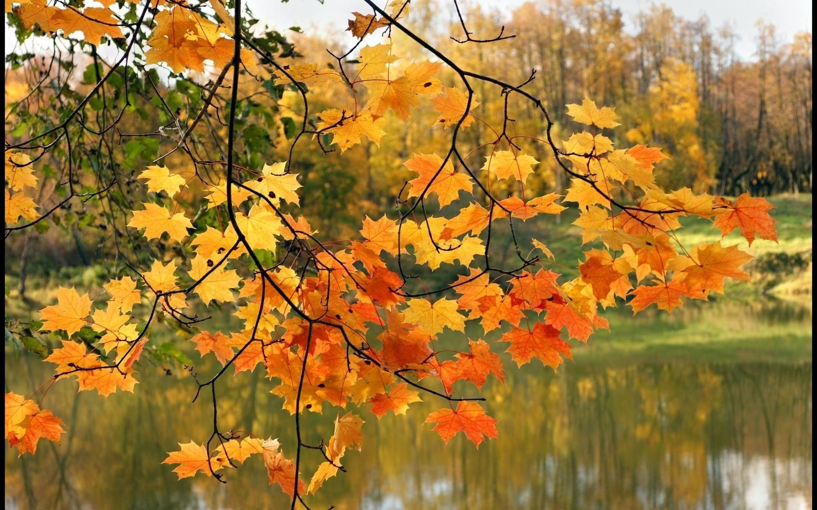 осень ветви речка деревья листья загрузить