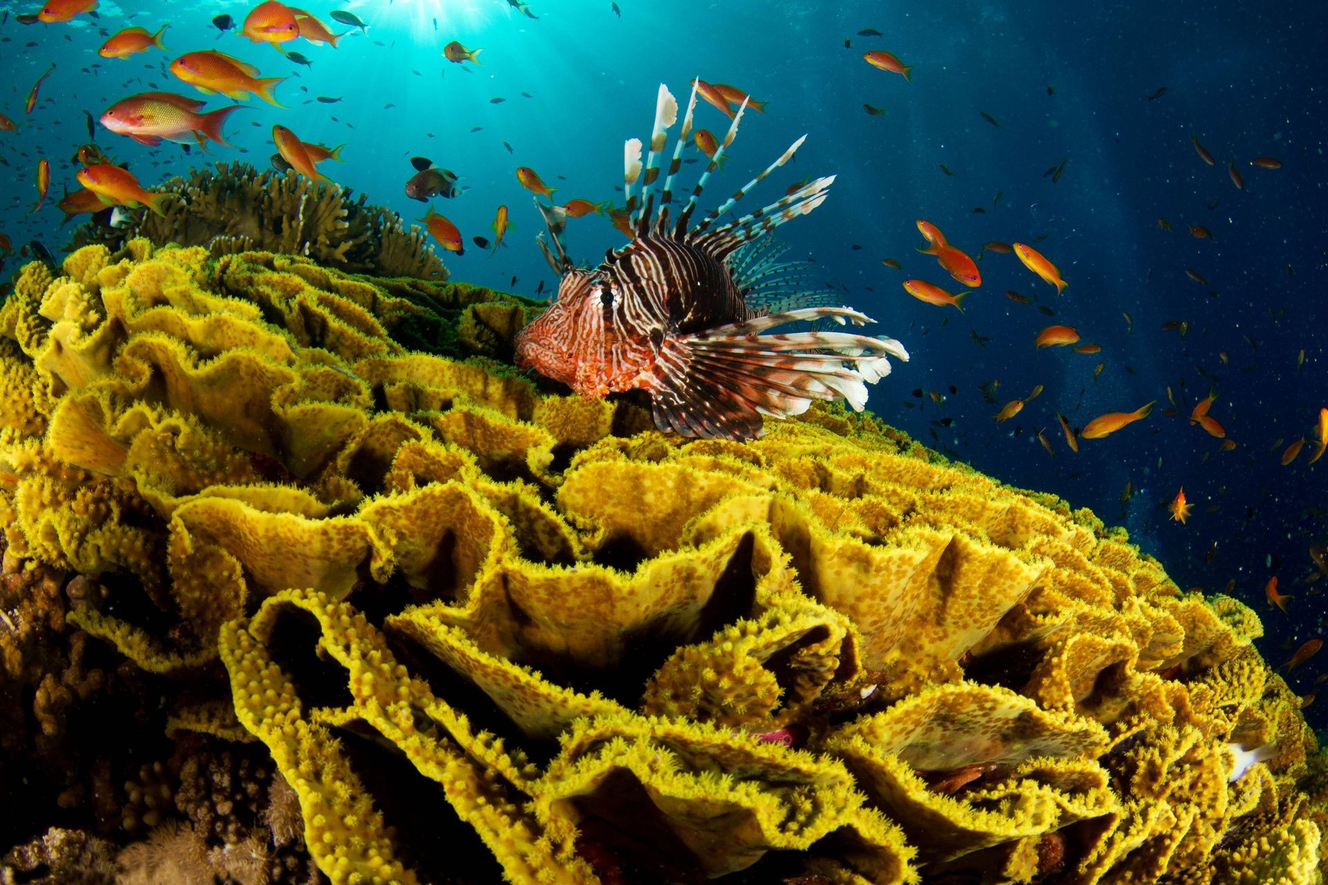 动物 水下 鱼 海 珊瑚 海洋 无脊椎动物 礁 水 海绵 海洋 热带 潜水 自然 水生 水族馆 水肺 深