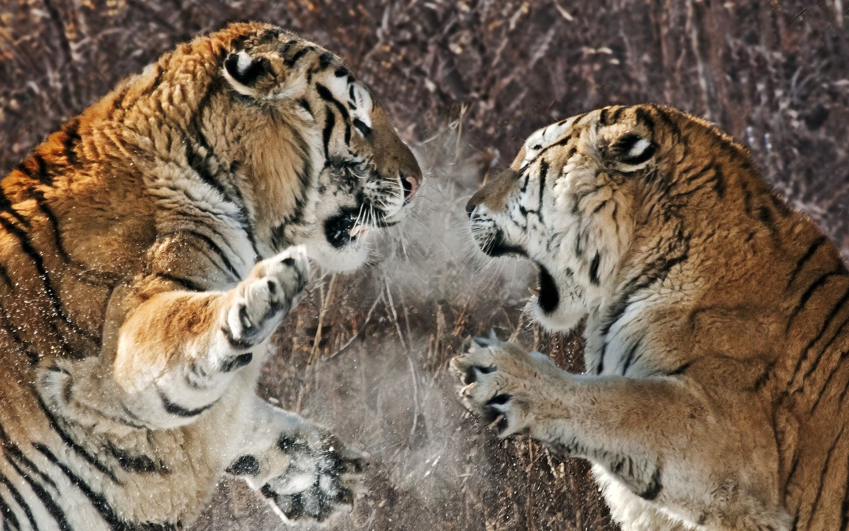 tiger tierwelt säugetier katze tier raubtier natur fleischesser tiger groß wild jäger gefahr fell safari zoo streifen porträt kopf jagd suchen