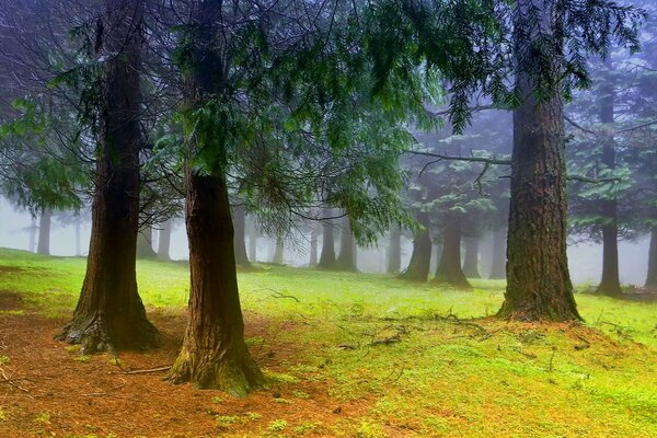 Floresta de outono em neblina