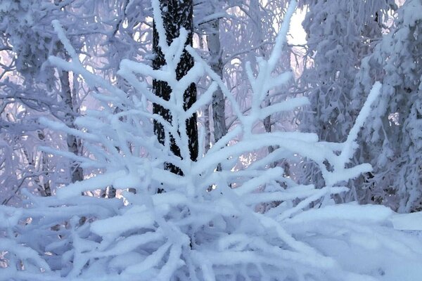 Invierno. árboles de pie en la nieve