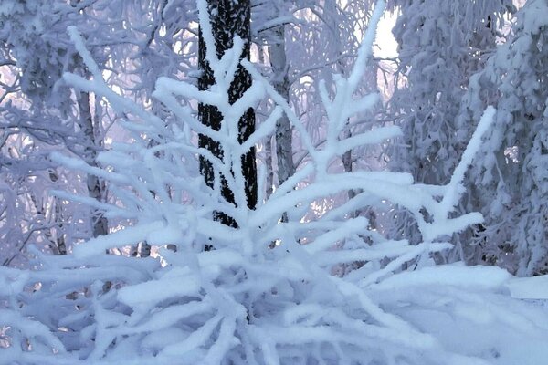 Зима. деревья стоят в снегу