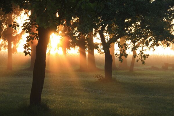 Fog in the pre-dawn summer forest