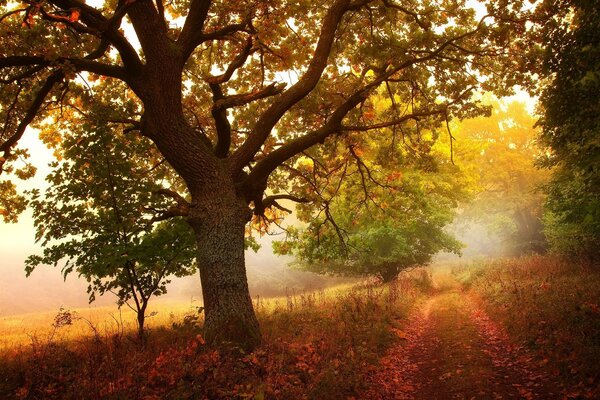 Herbstlandschaft - Baum, Straße, Ahornblatt