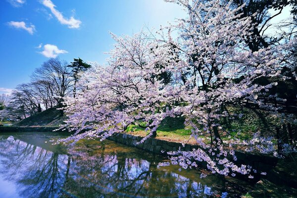 Hermoso árbol floreciente junto al agua