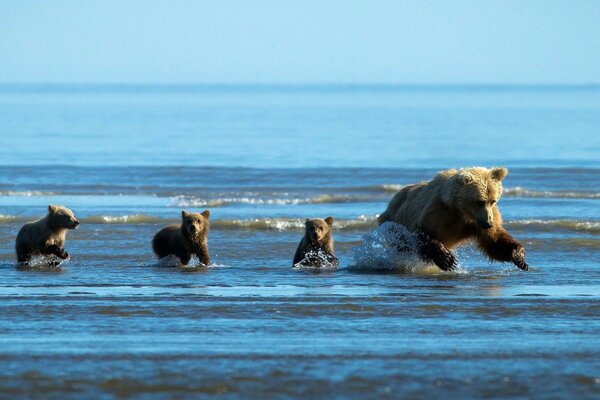 A family of bears in the shallow waters of the sea