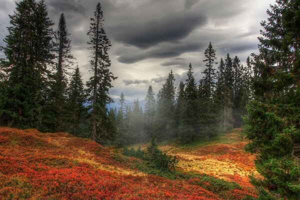 Image of a bright autumn forest