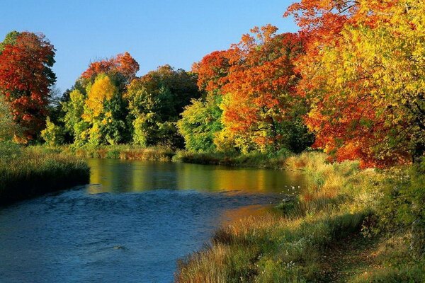 Bosque de otoño con coronas rojas y amarillas a orillas del río