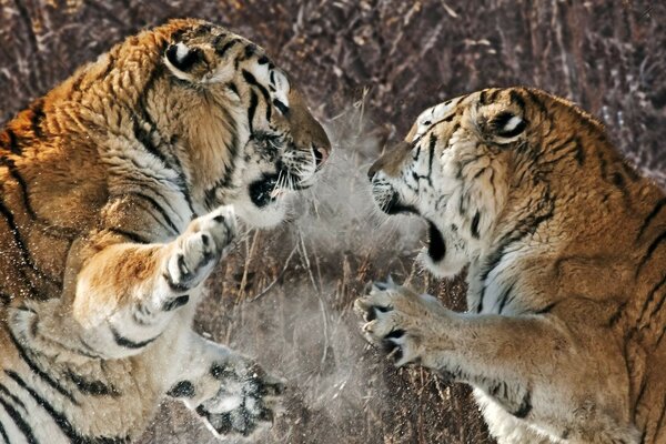 Tigres de Amur comparten territorio