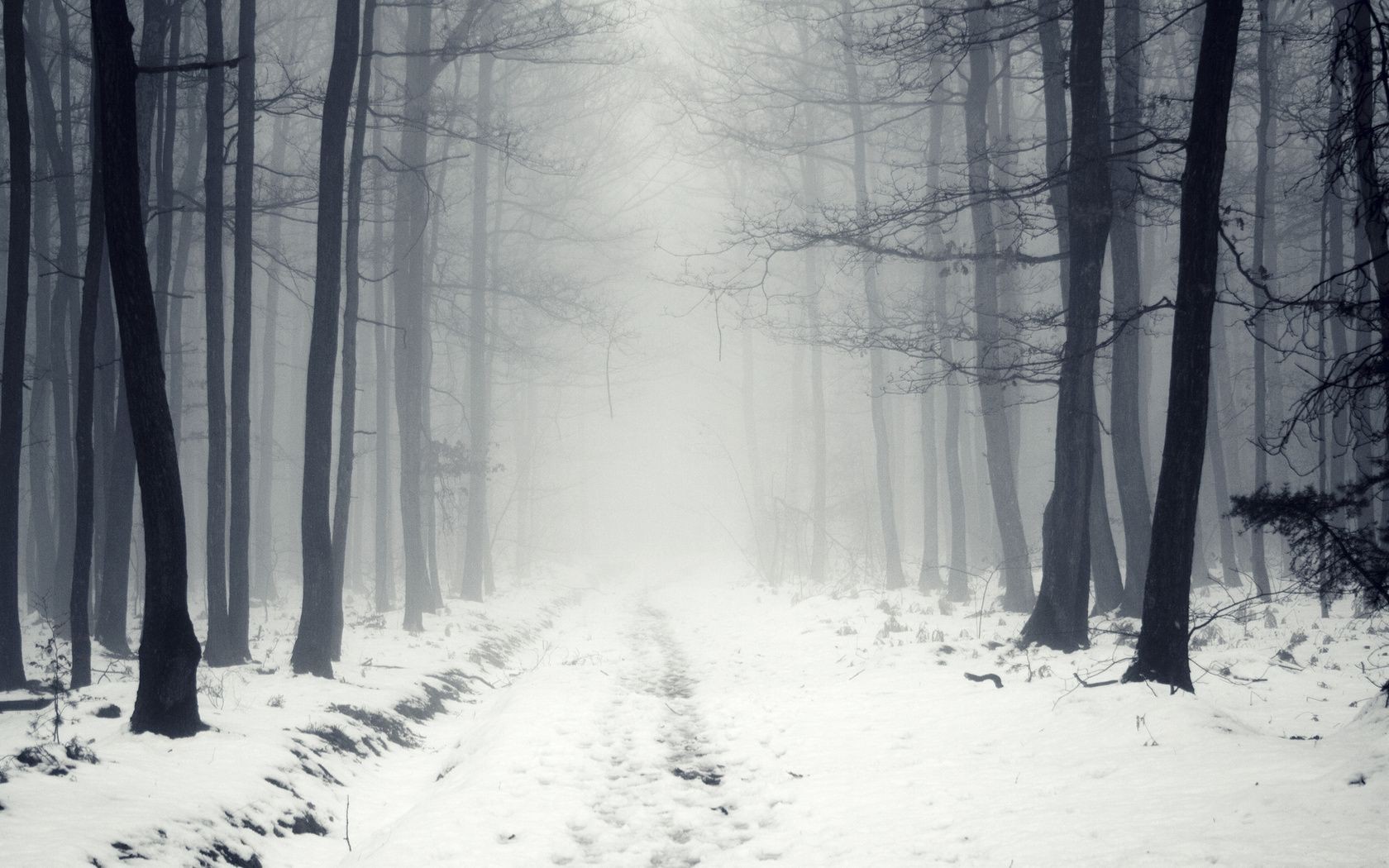 invierno nieve niebla niebla árbol madera paisaje escarcha frío tiempo congelado hielo tormenta de nieve temporada carretera rama parque naturaleza neblina