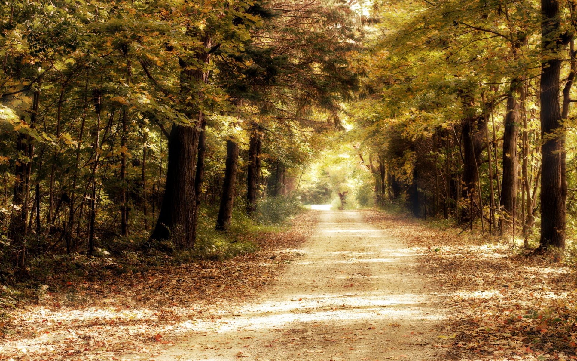 秋天 木 树 景观 秋天 路 自然 公园 指南 叶 黎明 光 雾 雾 途径 户外 季节 农村 好天气 环境