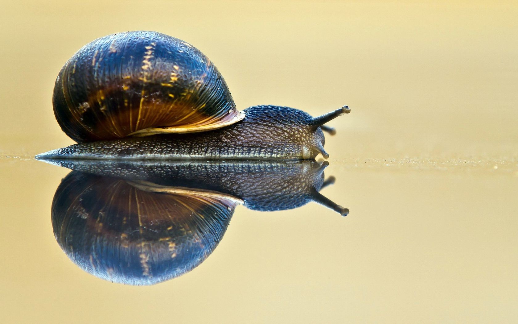 insects invertebrate shellfish one snail nature slow shell insect gastropod animal