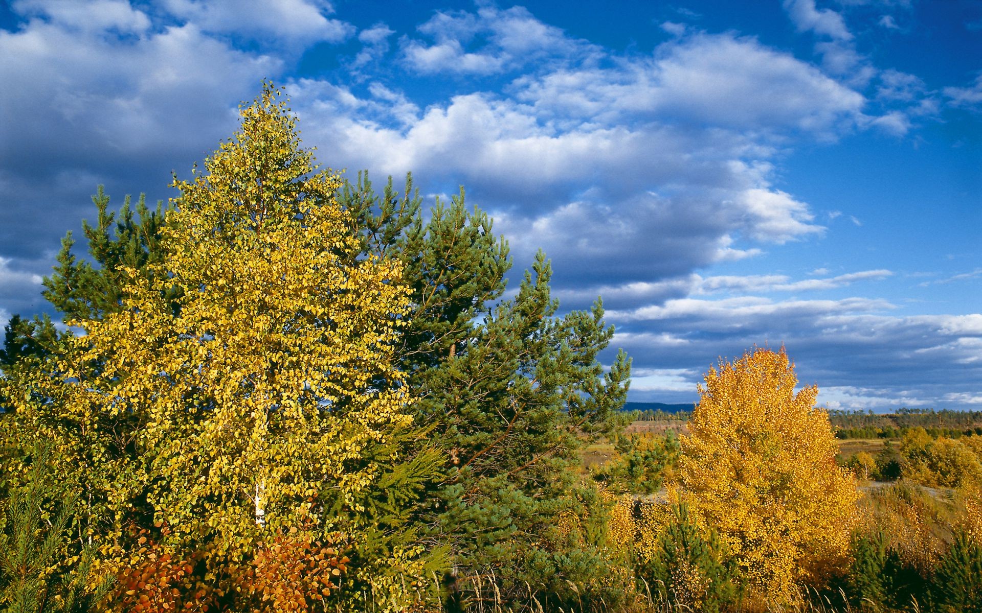 autumn fall tree nature wood leaf landscape outdoors season scenic fair weather bright sky park scene gold rural countryside scenery environment