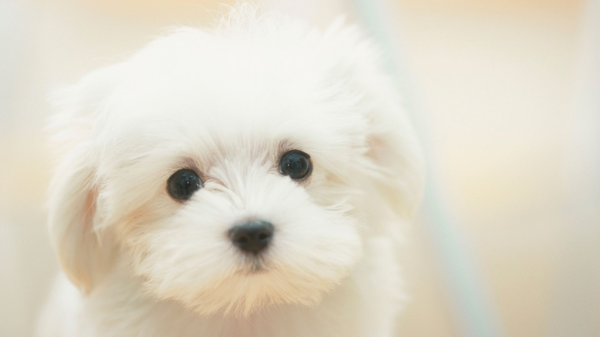 chien chien mammifère animal de compagnie mignon animal portrait vers le bas peu fourrure cynologue chiot s asseoir domestique studio