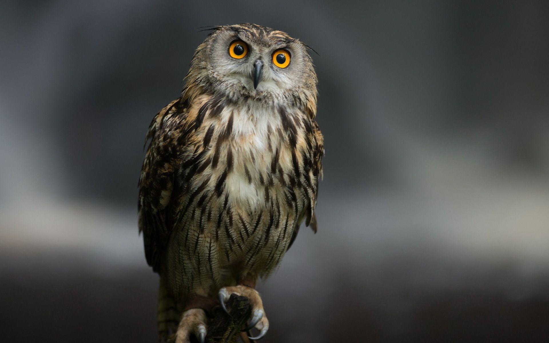 animales raptor vida silvestre pájaro búho presa naturaleza salvaje animal cetrería águila desenfoque depredador