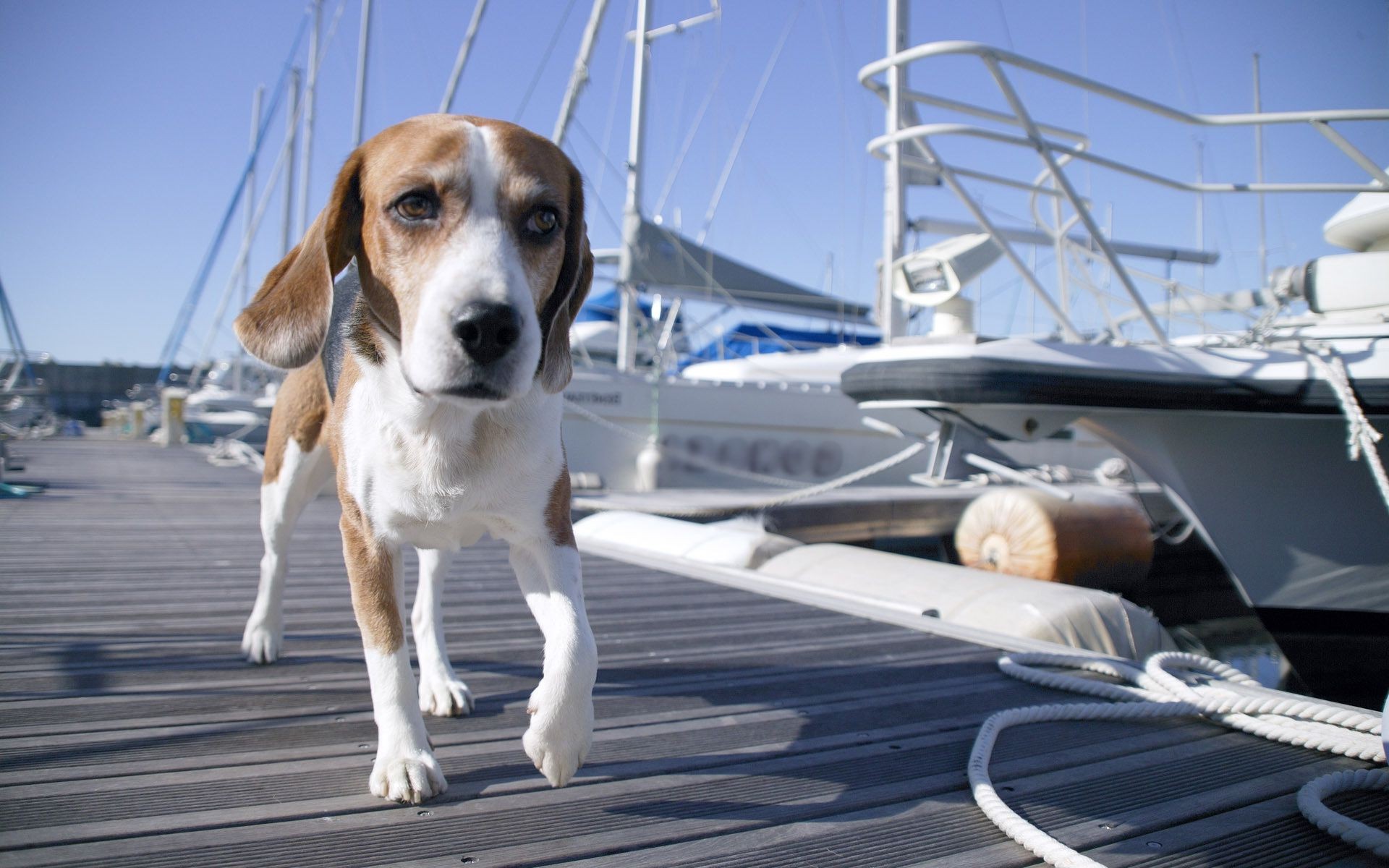 hunde transportsystem hund