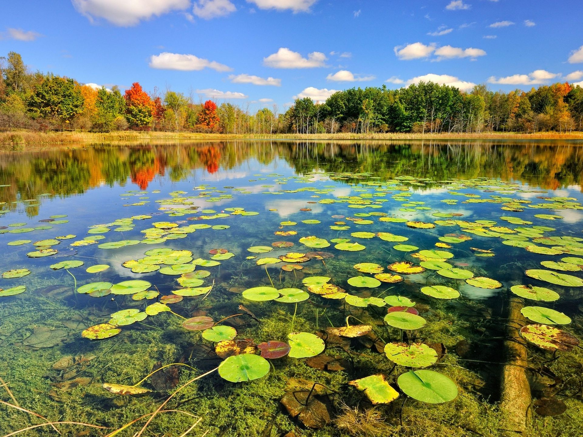 rzeki stawy i strumienie stawy i strumienie jezioro woda basen odbicie krajobraz natura rzeka liść drewno malownicze park na zewnątrz spokój piękne środowisko niebo podróże drewno kolor