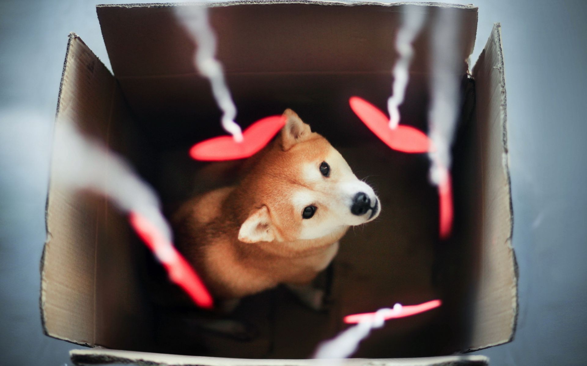 cães sozinho dentro de casa cão retrato adulto mamífero mulher menina