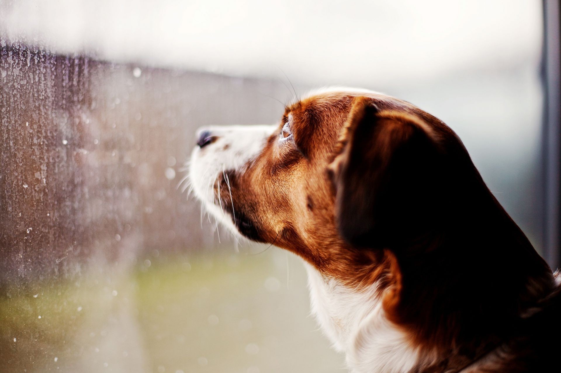 dogs dog portrait mammal pet canine one blur winter cute animal puppy snow water