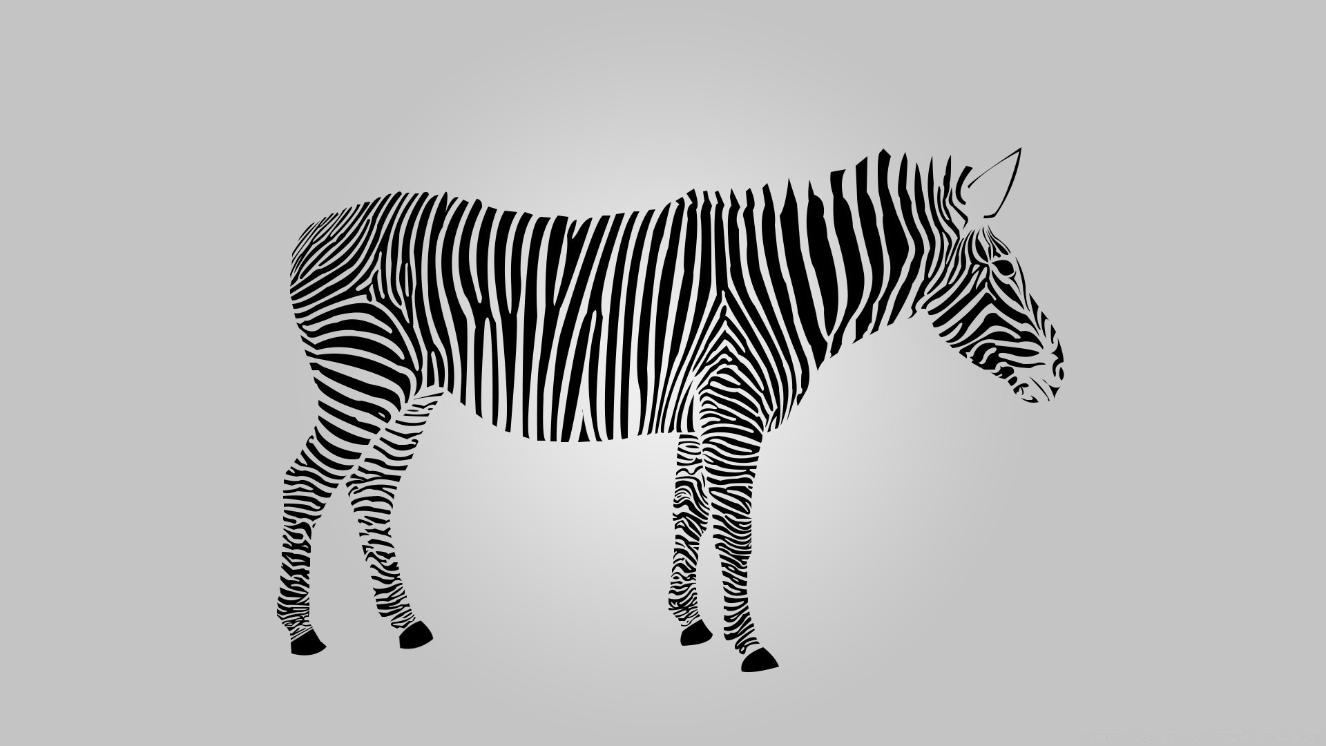 vector art zebra safari wildlife mammal animal equine savanna stripe wild herbivore zoo nature head